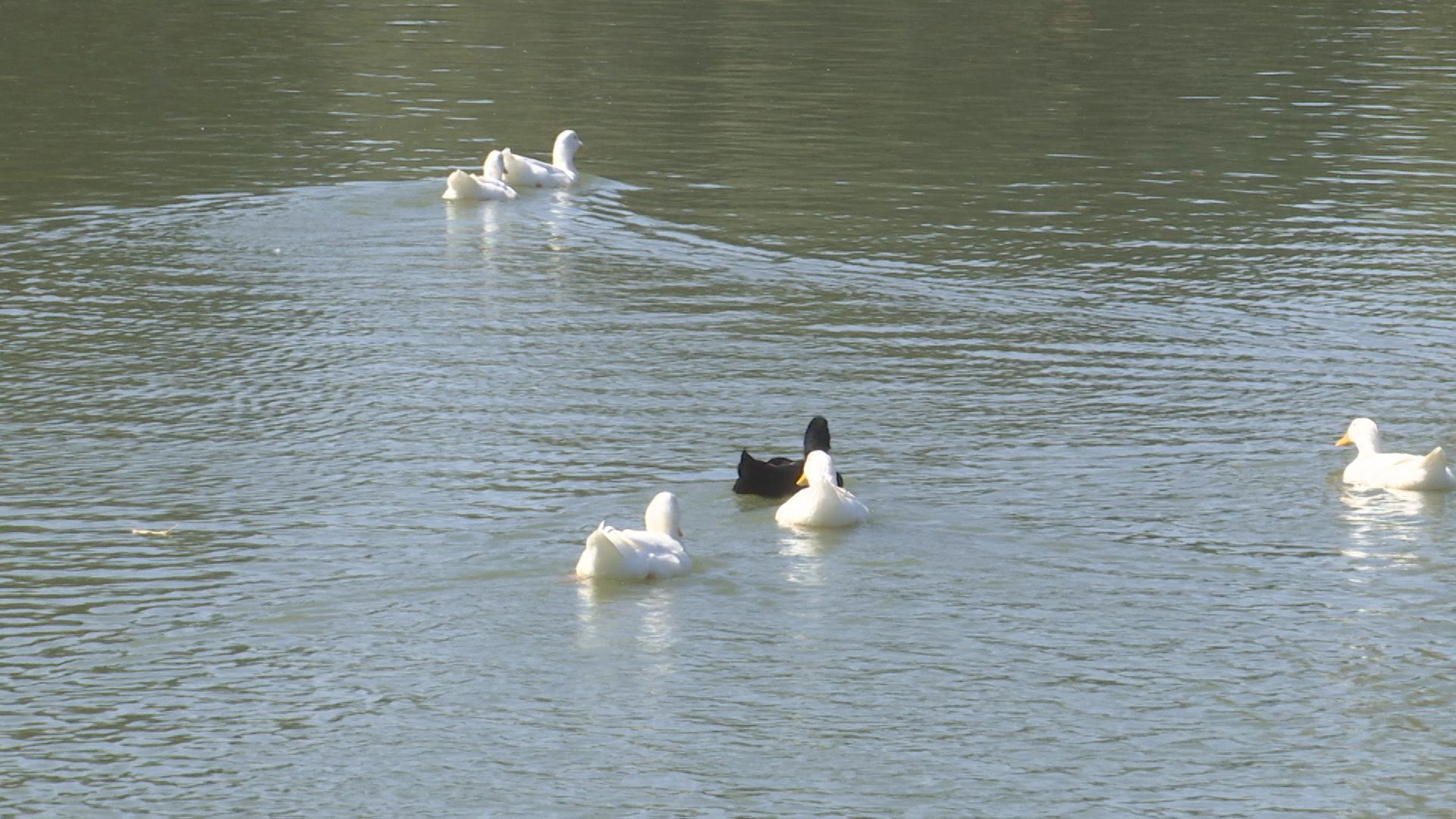 ducks